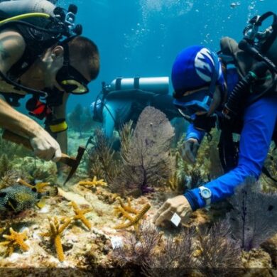 Clicta digital agency partners with nonprofit coral restoration foundation