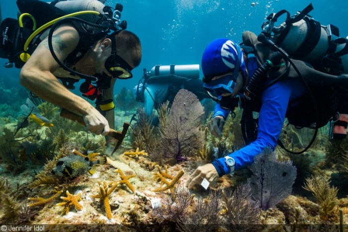 Clicta digital agency partners with nonprofit coral restoration foundation